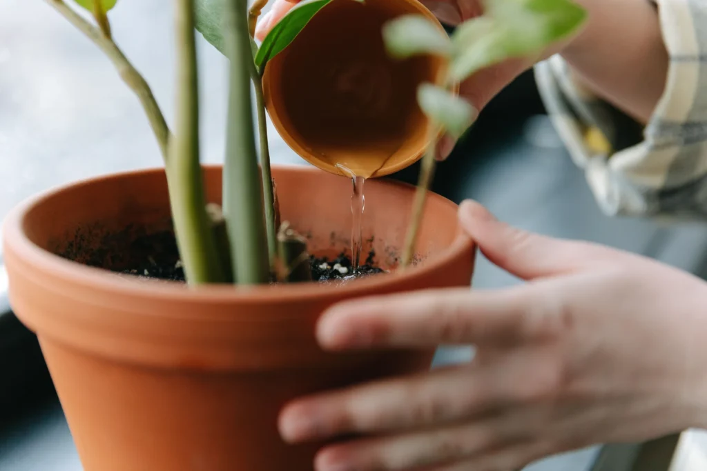 Mãos regam uma planta cultivada em vaso dentro de casa.
